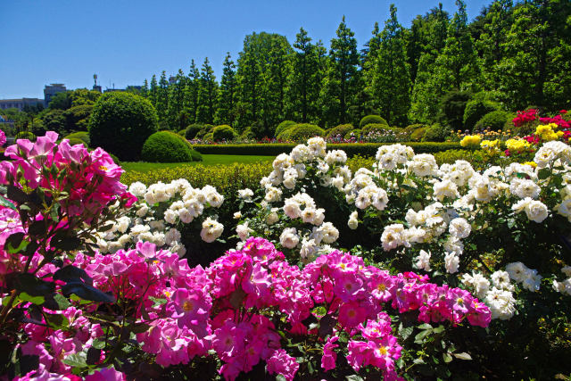 薔薇の花園