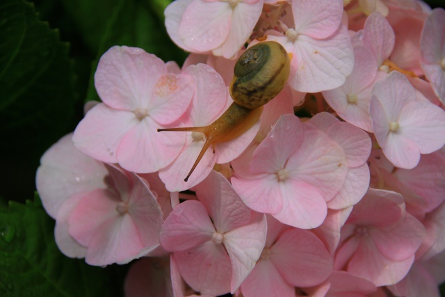 紫陽花が好き