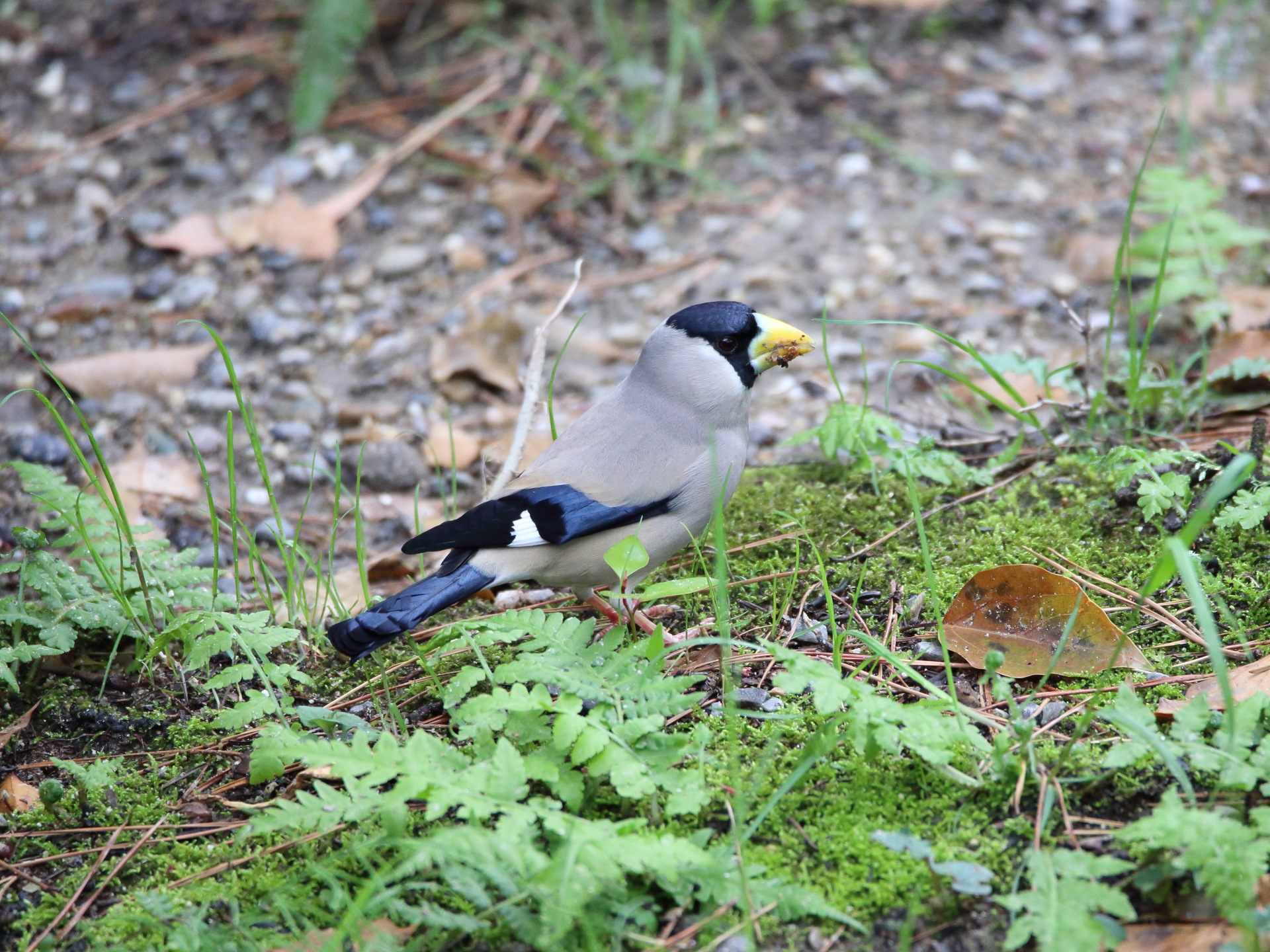 動物 鳥 ペンギン キョロちゃん12 壁紙19x1440 壁紙館