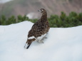 横通岳の雌雷鳥