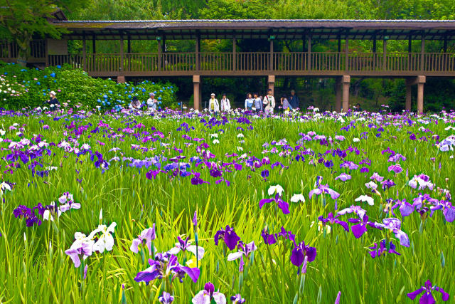 本土寺の花菖蒲