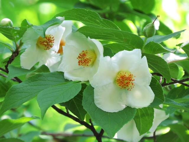 ナツツバキ(沙羅)の花満開