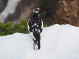 横通岳の雄雷鳥6