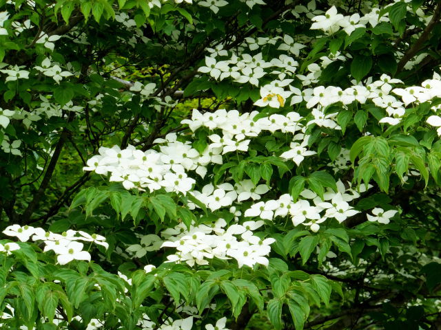 山道でヤマボウシの花