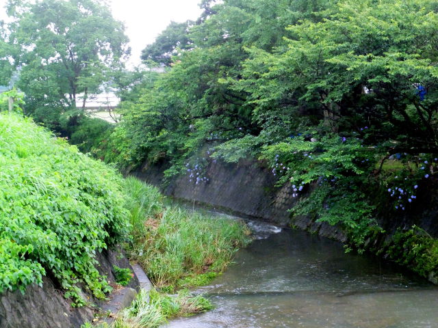 梅雨時の小川