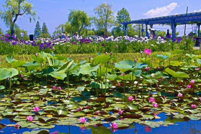 水郷佐原・初夏の風景