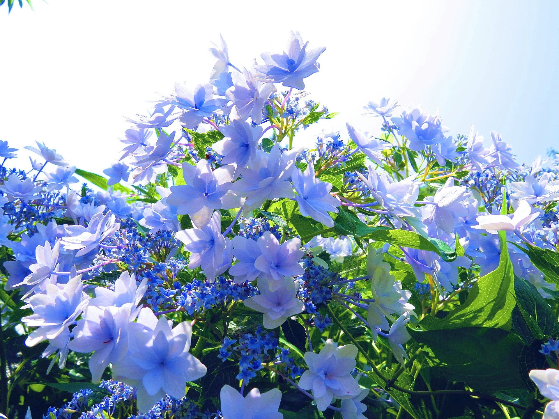 花 植物 紫陽花 梅雨空のスミダノハナビ 壁紙19x1440 壁紙館