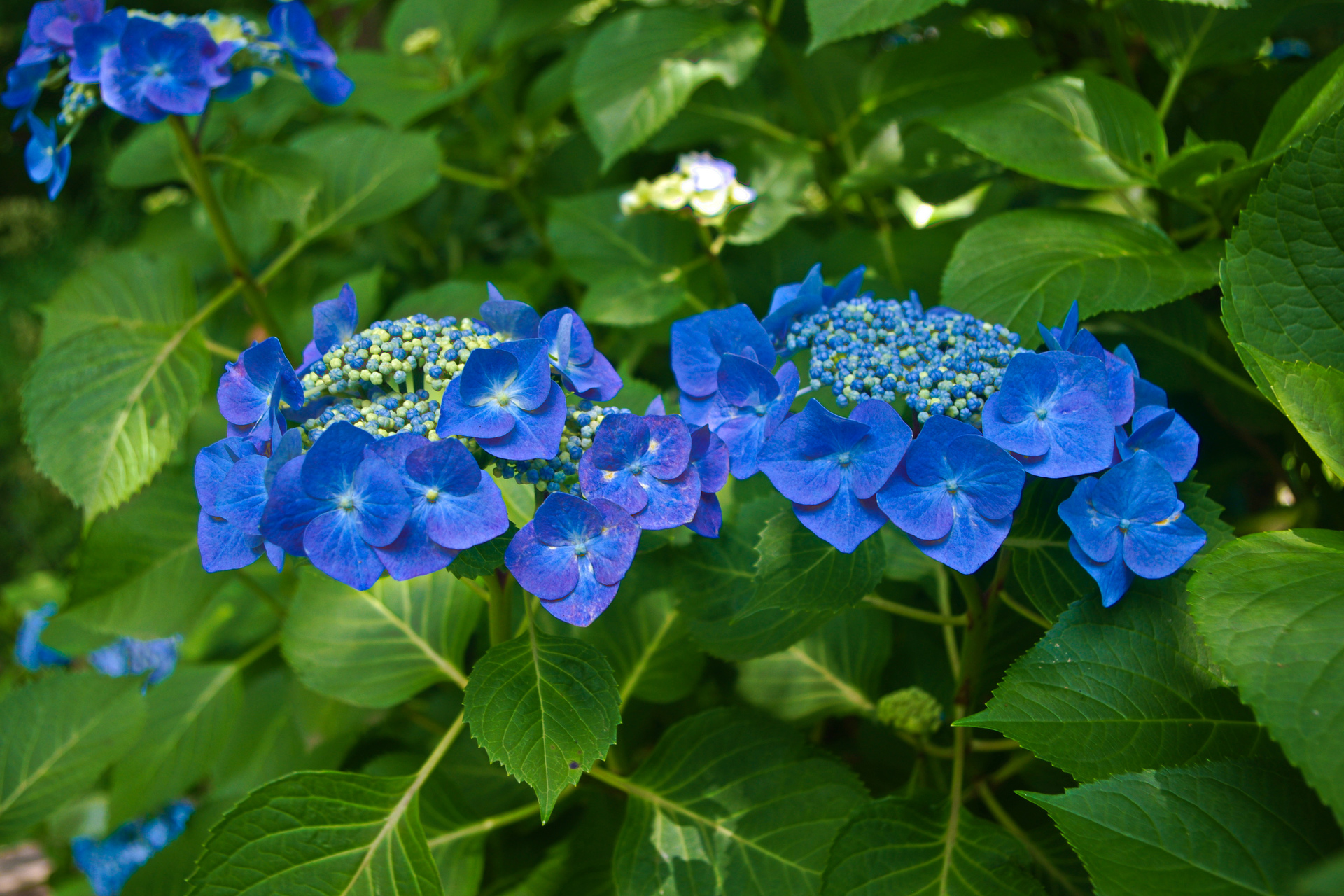 花 植物 ガクアジサイ 壁紙1920x1280 壁紙館