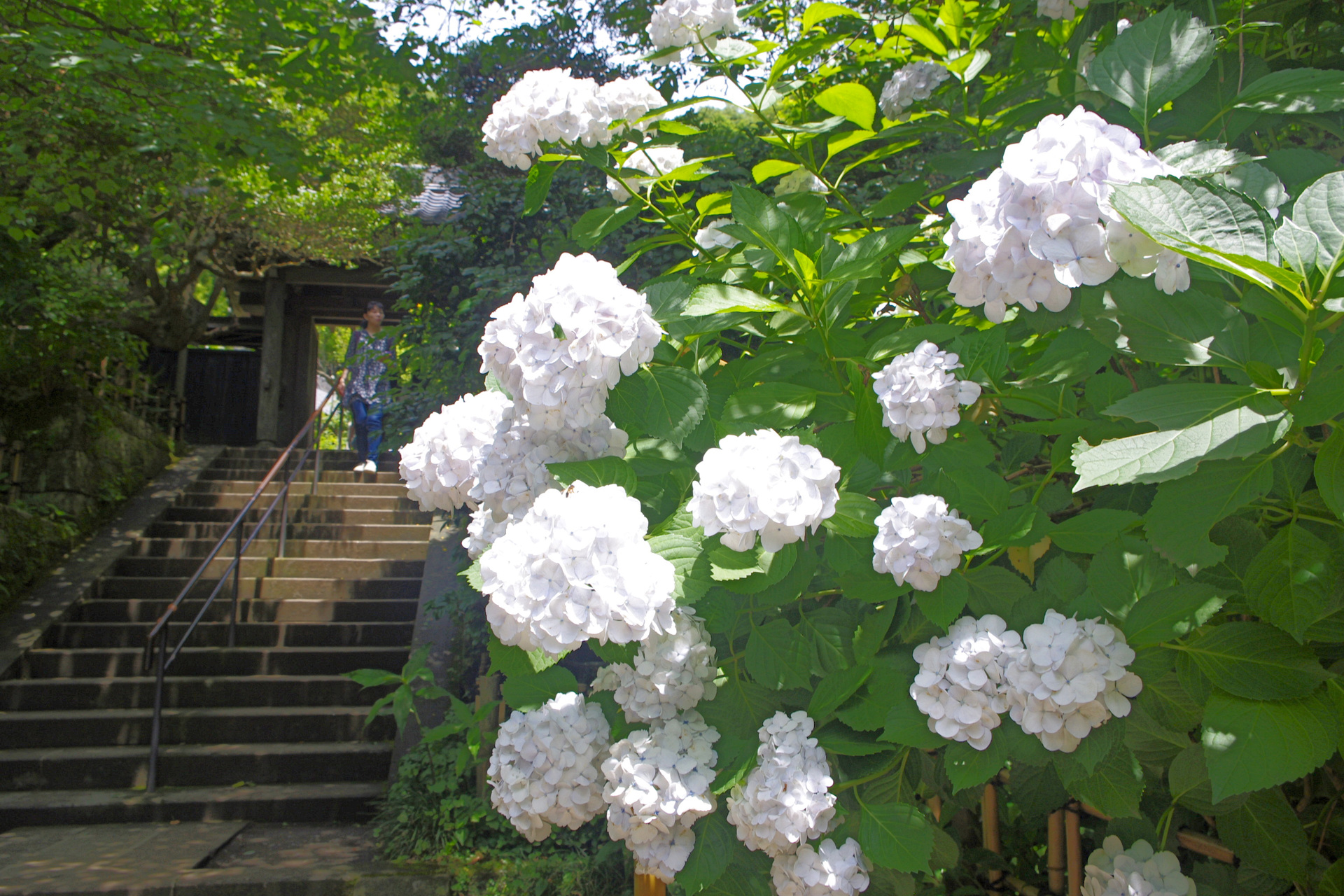 花 植物 北鎌倉 円覚寺の紫陽花 壁紙19x1280 壁紙館