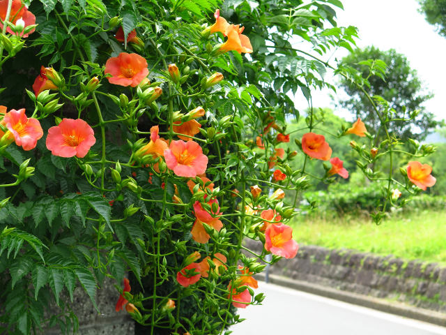 散歩道の花 1606-24-1