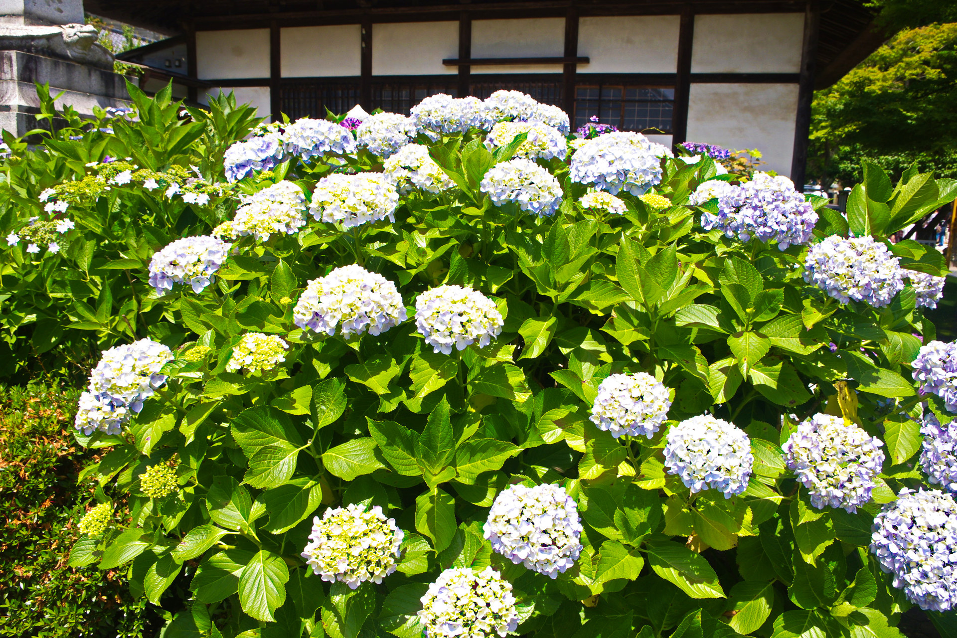 花 植物 北鎌倉 円覚寺の紫陽花 壁紙19x1280 壁紙館