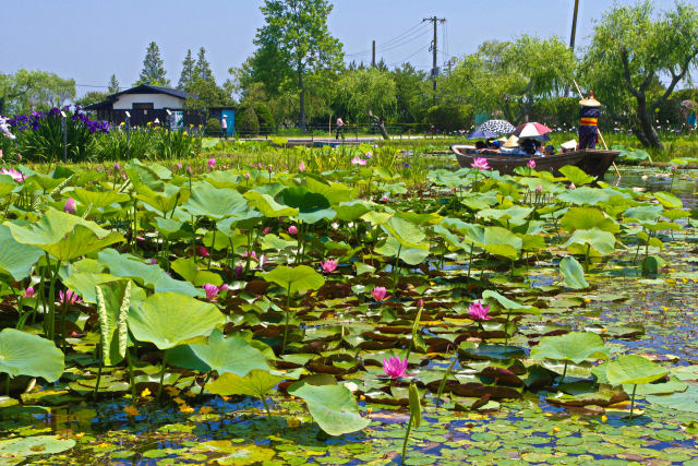 水郷佐原・水生植物園