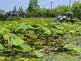 水郷佐原・水生植物園