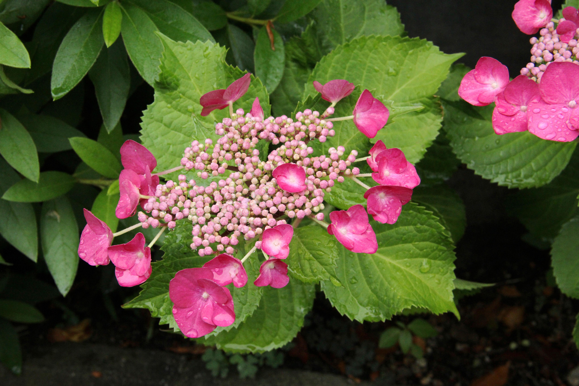 花 植物 梅雨に咲く ガクアジサイ 壁紙19x1280 壁紙館