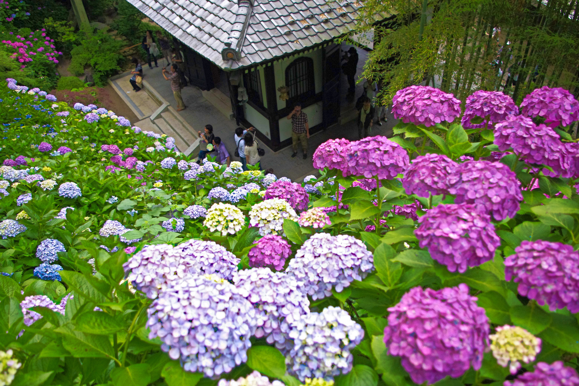 花 植物 鎌倉 長谷寺の紫陽花 壁紙19x1280 壁紙館