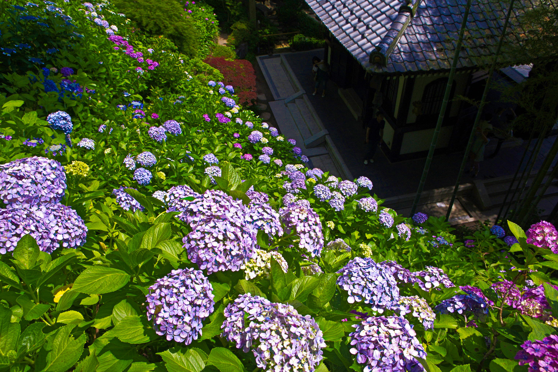 花 植物 鎌倉 長谷寺の紫陽花 壁紙19x1280 壁紙館