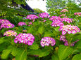 松戸・本土寺の紫陽花