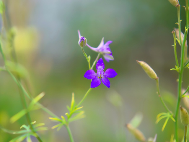 散歩道の花たち