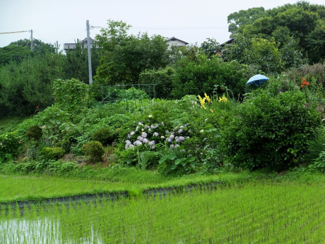 梅雨の風景