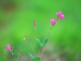 散歩道の花たち