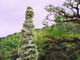 散歩道の花たち