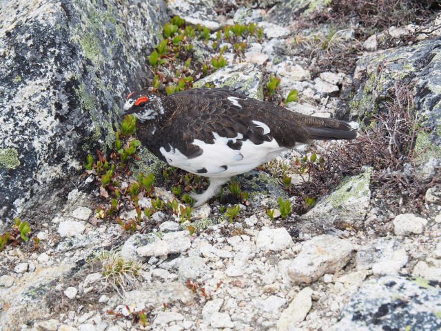 前常念岳の雄雷鳥