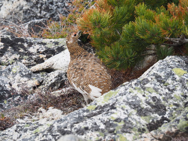 前常念岳の雌雷鳥