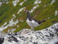 前常念岳の雌雷鳥2