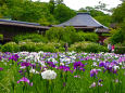 本土寺の花菖蒲