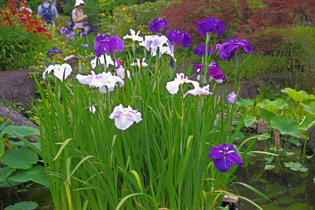 鎌倉・長谷寺の花菖蒲