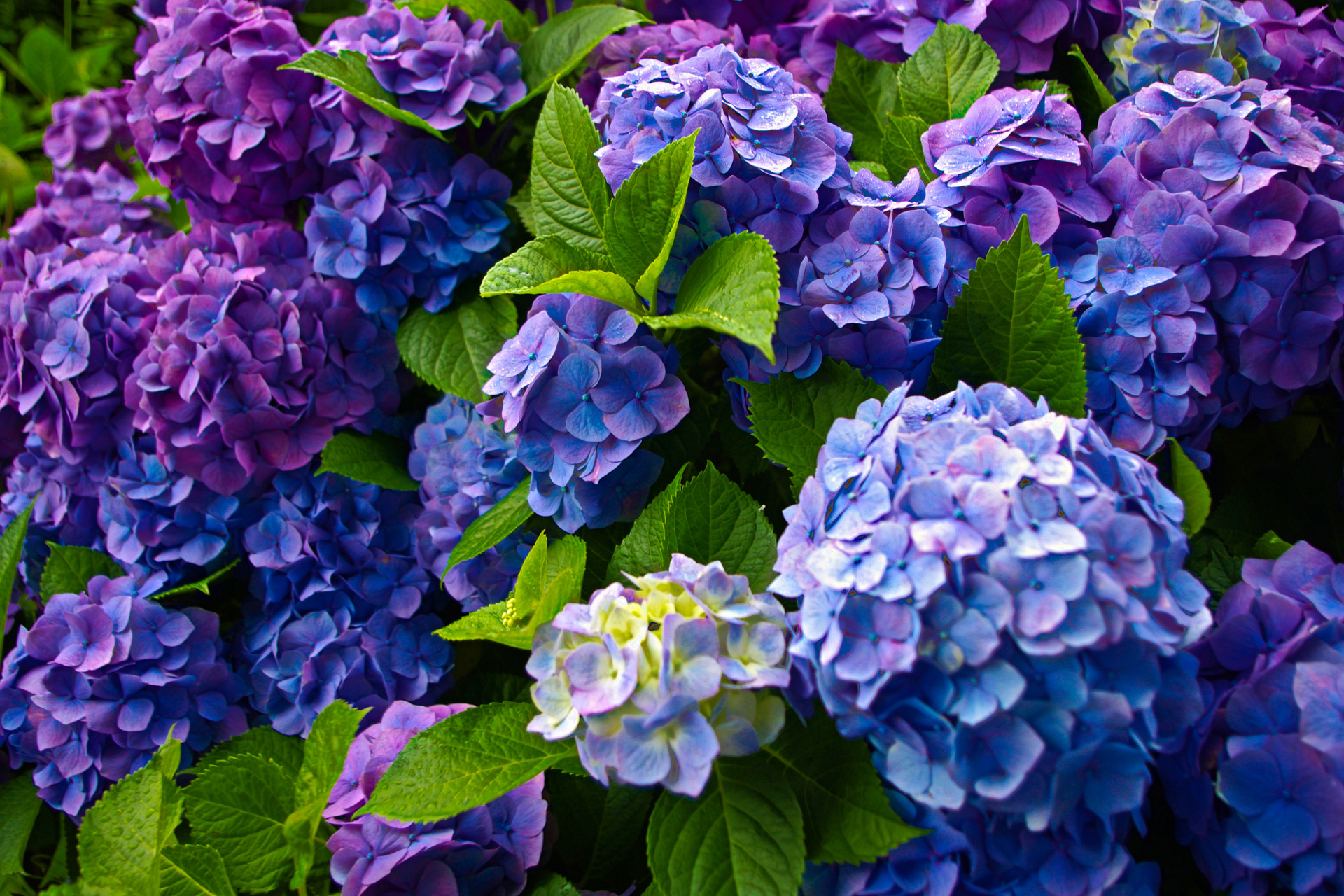 花 植物 鎌倉 成就院の紫陽花 壁紙19x1280 壁紙館