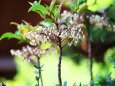 散歩道の花たち