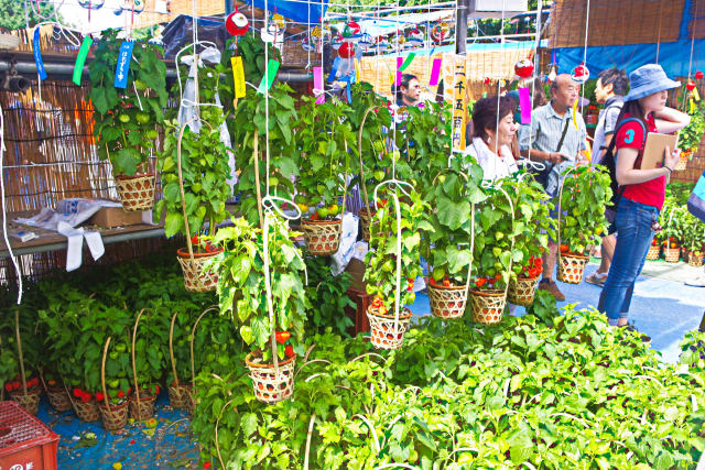 下町夏の風物詩・浅草ほおずき市