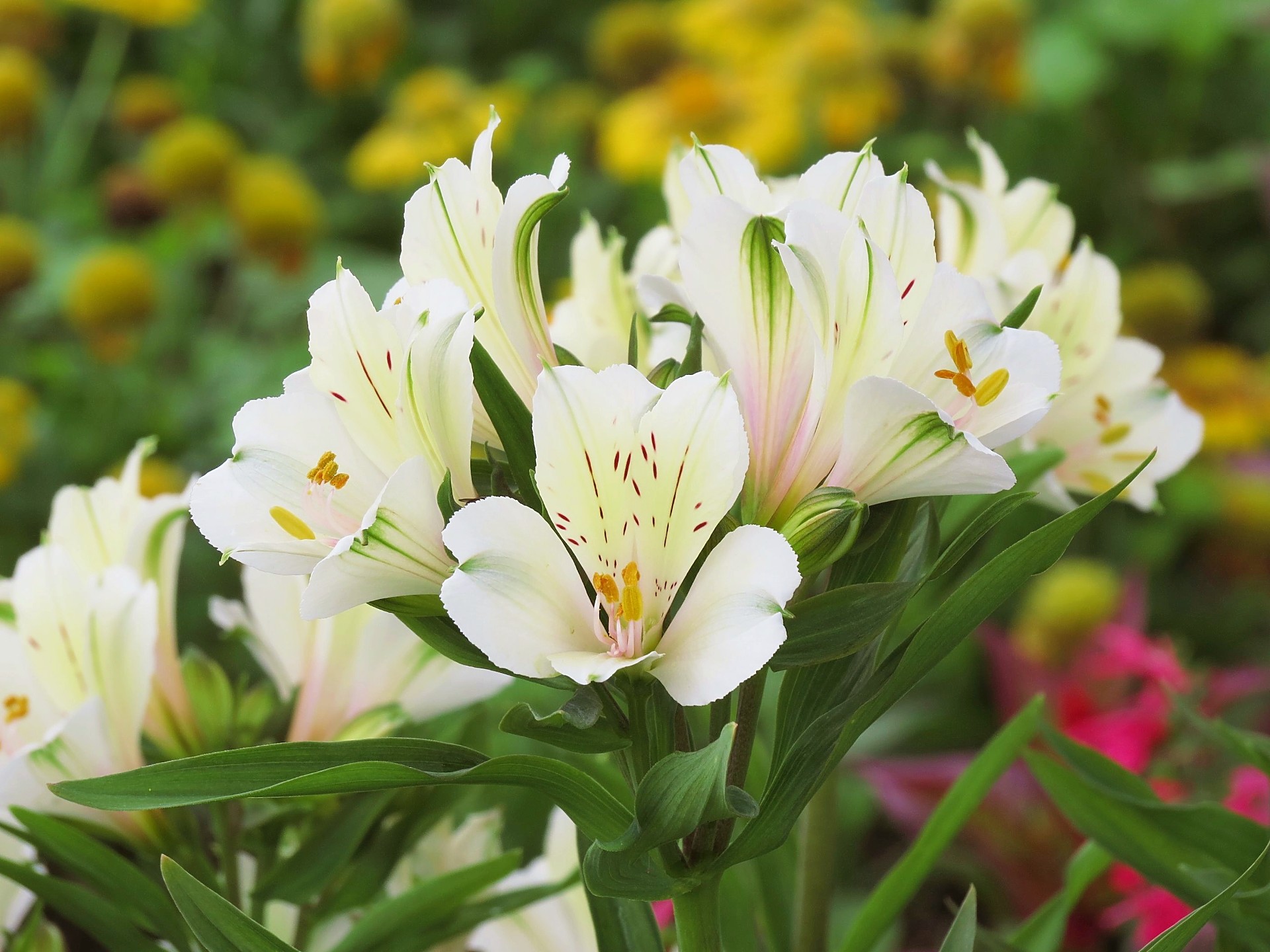 花 植物 アルストロメリア サマースノー 壁紙19x1440 壁紙館