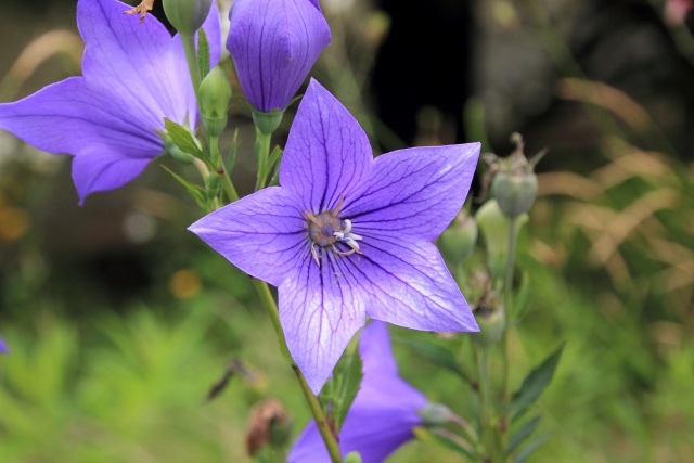 キキョウの花