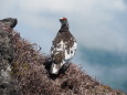 継子岳の雄雷鳥2