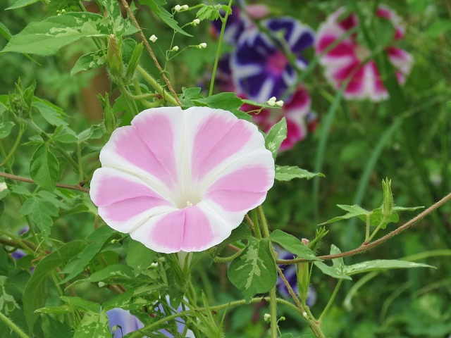 あさがお咲いて