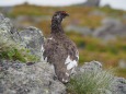 白馬乗鞍岳の雄雷鳥