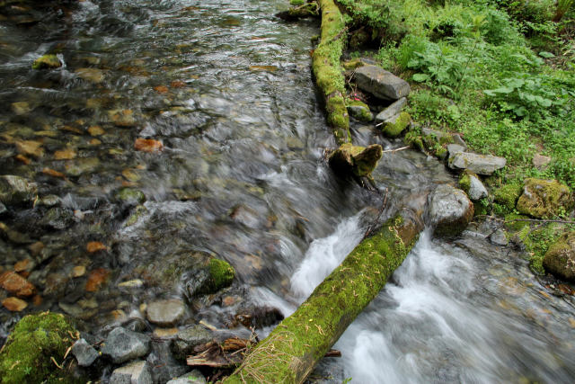 倒木にぶつかる沢の水