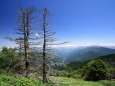 剣山登山道の景色