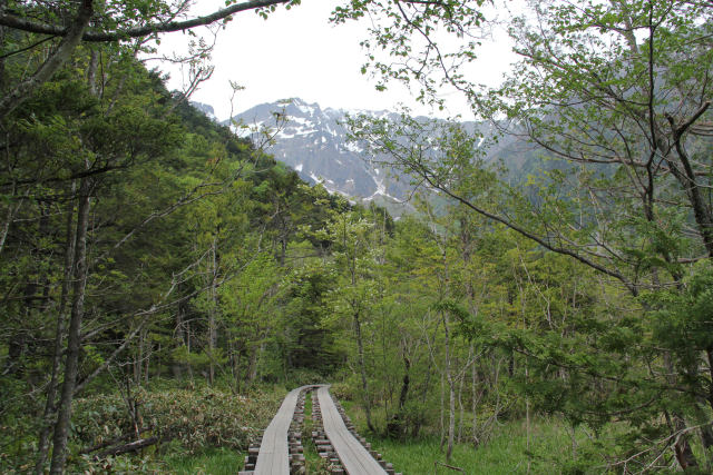 穂高連峰を望む木の径