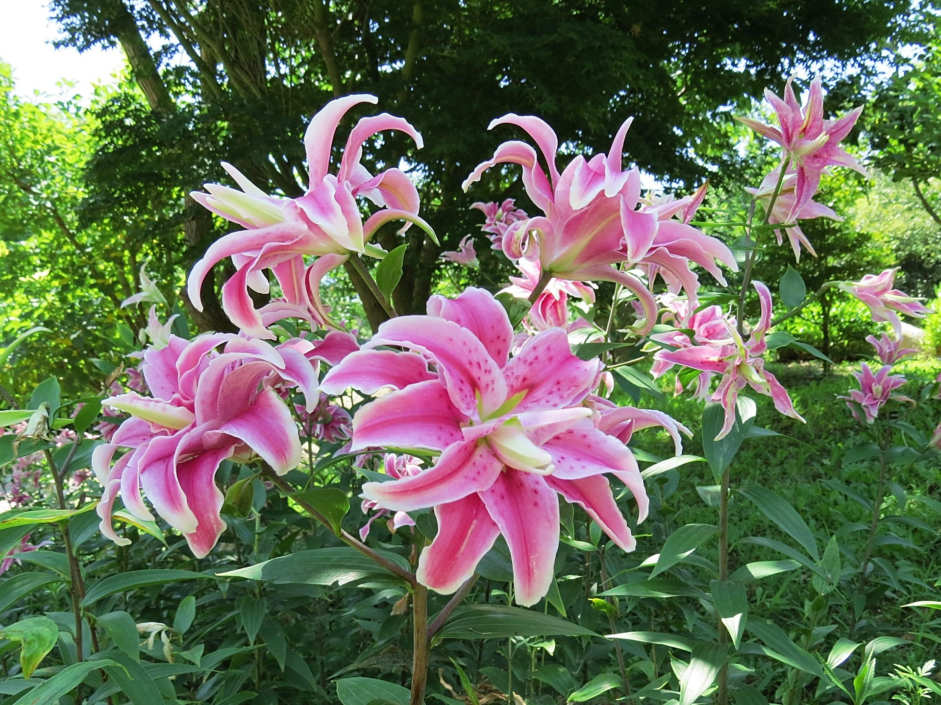 花 植物 八重咲き百合ディスタントドラム 壁紙19x1440 壁紙館