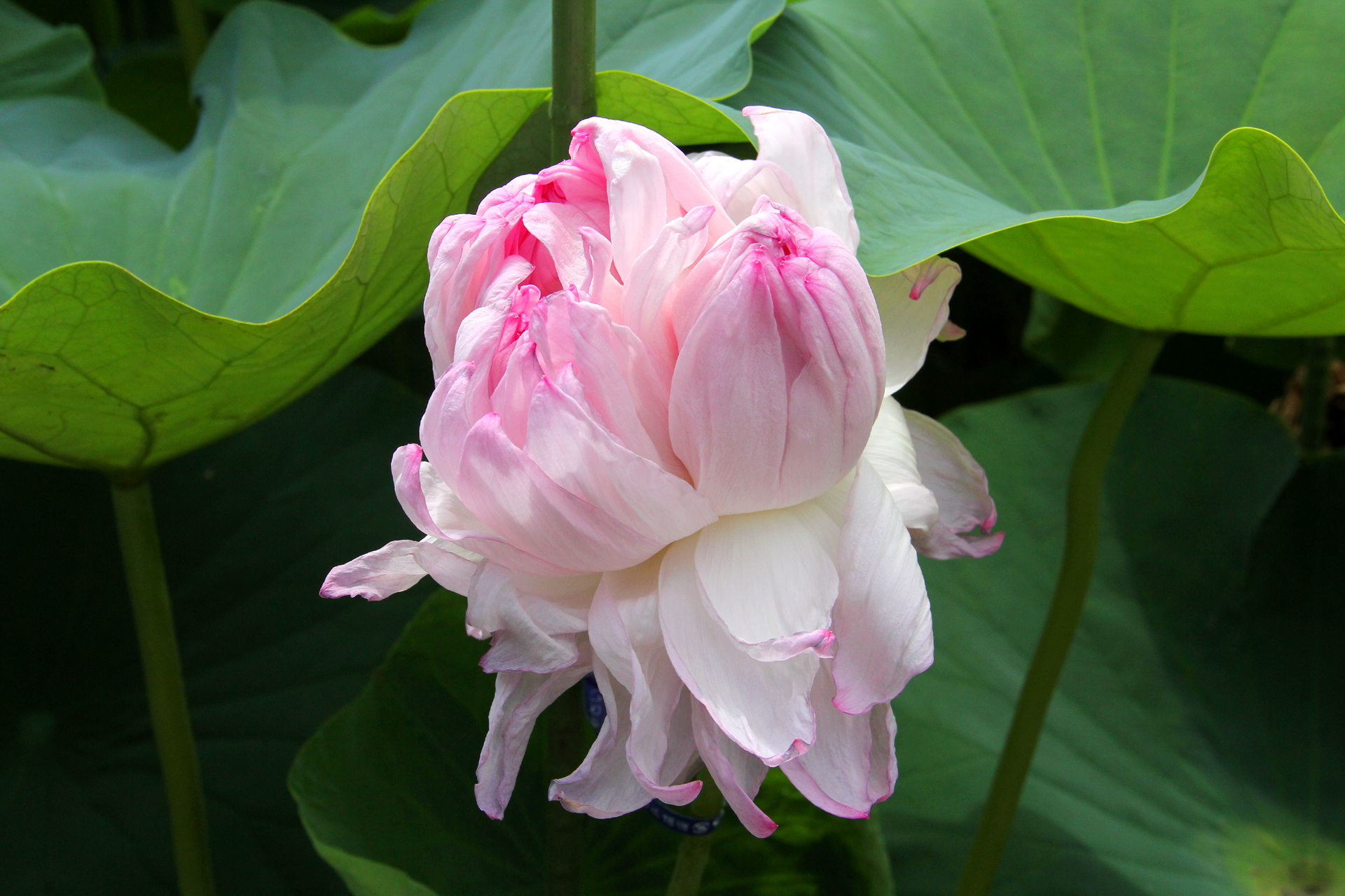 花 植物 近江妙蓮 三つ子の蓮 壁紙19x1280 壁紙館