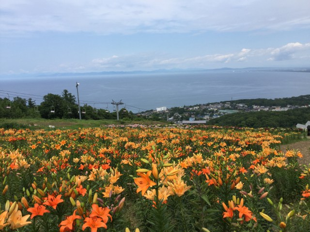 ユリと日本海