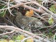 雷鳥坂の雌雷鳥