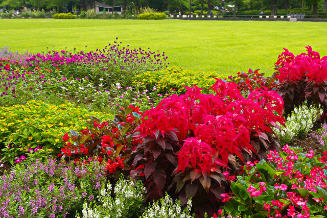 日比谷公園の花園