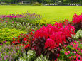 日比谷公園の花園