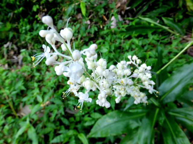 山道に咲いていた花