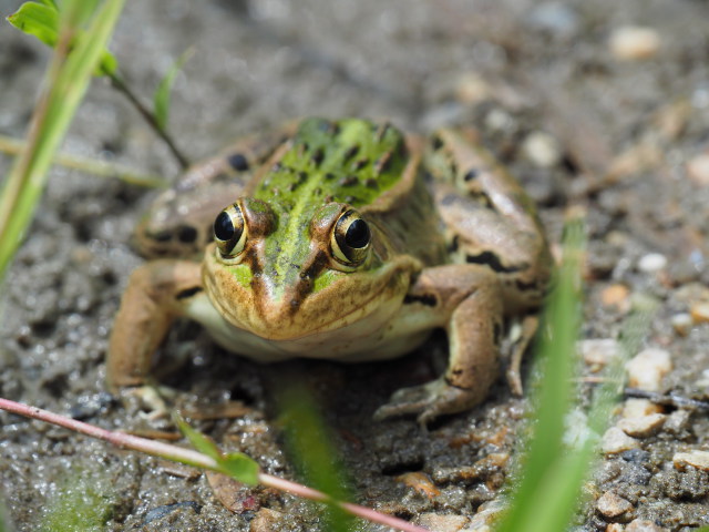 トノサマガエル