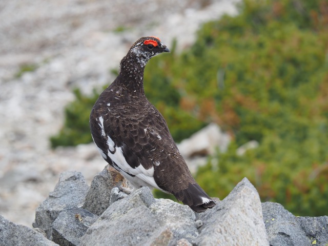 小蓮華山の雄雷鳥